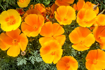 California Poppy (Eschscholtzia californica) in garden
