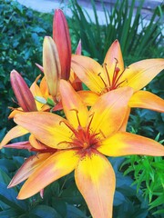 Beautiful flowers of yellow lilies.