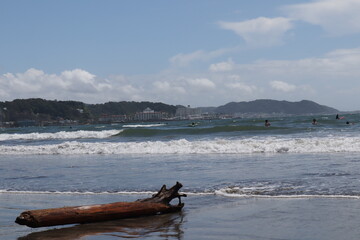 Fototapeta premium 波が流木を運んだ