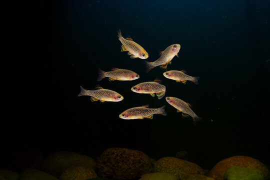Colony Danio margaritatus(rasbora galaxy) tropical fish in aquarium dark background.