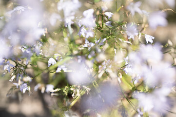 花 flower