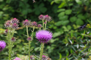 Bee collects pollen nectar on beautiful purple milk thistle flower plant, Silybum marianum, Natural green background with copy space, soft selective focus.