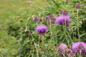 Bee collects pollen nectar on beautiful purple milk thistle flower plant, Silybum marianum, Natural green background with copy space, soft selective focus.