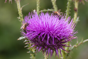 Bee collects pollen nectar on beautiful purple milk thistle flower plant, Silybum marianum, Natural green background with copy space, soft selective focus.