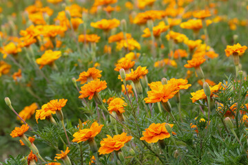 マリーゴールド