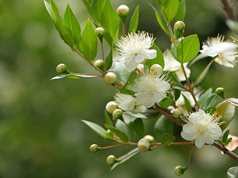 ギンバイカの花のアップ
