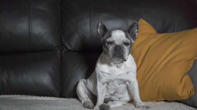 A rench while bulldog falling asleep on the sofa at home in HD