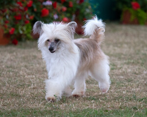 Chinese Crested Powder Puff Dog