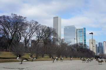 Obraz premium Many Canada geese at Millennium Park