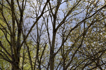 trees and sky