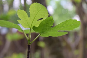 leaves on a tree