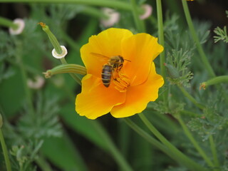 orange poppy flower