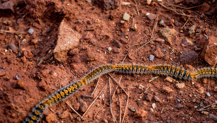Caterpillars in the row on the red soil