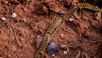 Caterpillars in the row on the red soil
