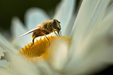 Bee close-up macro on a white daisy