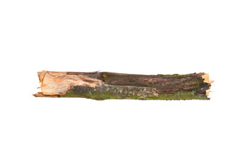 rotten branch isolated on white background