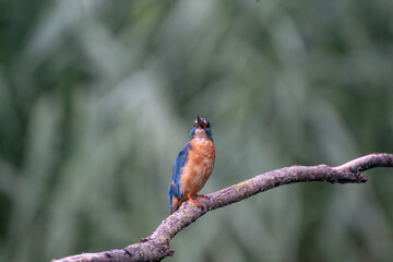 Beautiful blue Kingfisher bird, male Common Kingfisher, sitting on a branch, in front