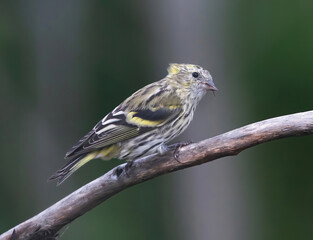 Eurasian siskin (Spinus spinus) is a small passerine bird in the finch family Fringillidae.