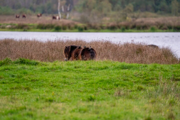 Three starlings on the back of a brown wild horse. Seen from the back. Part of horse, lake in background. selctive focus