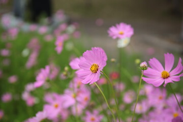 flowers in the garden