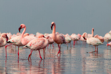 Close up of beautiful African flamingos that are standing in still water with reflection.