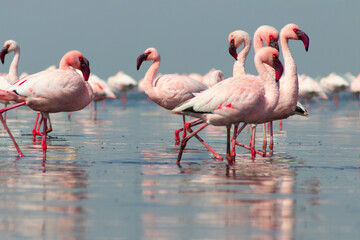 Close up of beautiful African flamingoes that are standing in still water with reflection