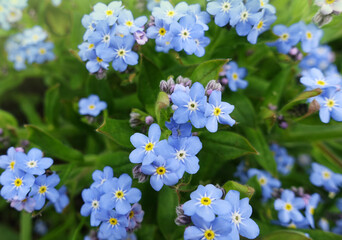 Little blue spring flowers of forget-me-not