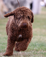 Spanish Water Dog