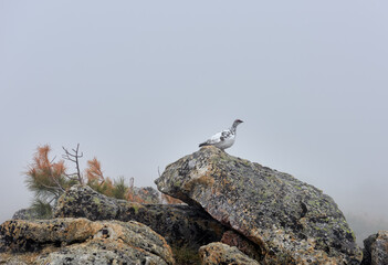 Rock ptarmigan (Lagopus mutus montin) on a fragment in foggy cloudy