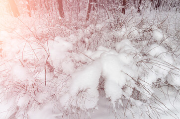 Snowy forest landscape with picturesque warm sunshine