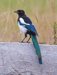 The Eurasian magpie or common magpie (Pica pica) is a resident breeding bird throughout the northern part of the Eurasian continent.