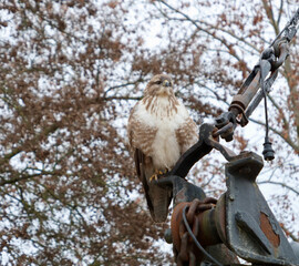 buzzard perching on a vessel