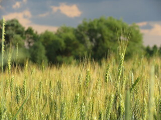 wheat field in the morning