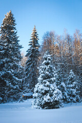 Winter landscape. Frozen forest, Russia, Moscow region
