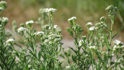 grass and flowers