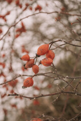 red berries in snow