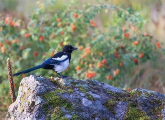 The Eurasian magpie or common magpie (Pica pica) is a resident breeding bird throughout the northern part of the Eurasian continent.