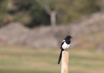 The Eurasian magpie or common magpie (Pica pica) is a resident breeding bird throughout the northern part of the Eurasian continent.