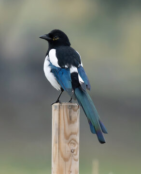 The Eurasian magpie or common magpie (Pica pica) is a resident breeding bird throughout the northern part of the Eurasian continent.