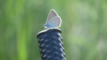 butterfly on a bicycle wheel