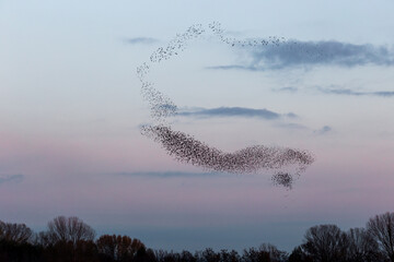 Fototapeta na wymiar Flock of birds making a beautiful and perfect shape in the sky, above some trees