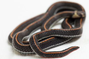 Malaysian Striped Coral Snake - Calliophis intestinalis- isolated on white background
