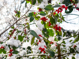 Holly tree covered in snow