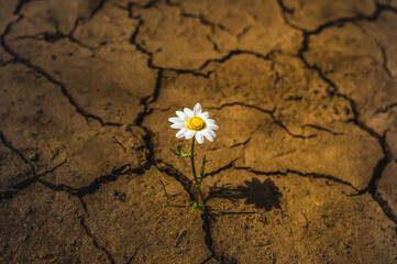 single daisy flower  in  cracked earth in the desert