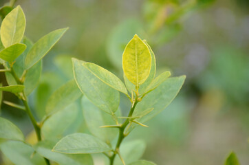 Fototapeta na wymiar the ripe green leaves of lemon with plant in the farm.