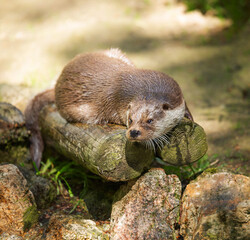 Asian small-clawed otter, Aonyx cinereus  lying on logs on a summer sunny day.