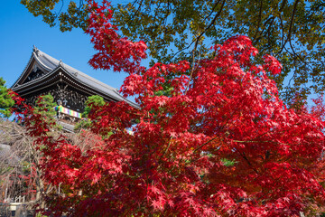 京都　金戒光明寺の山門と紅葉