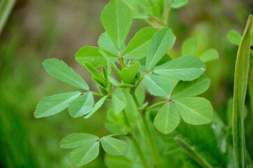 the ripe green Greek plant with leave in the garden.