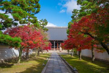 Obraz premium 京都 妙顕寺の本堂と紅葉