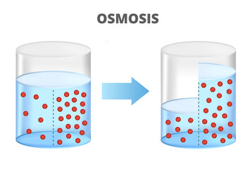 Vector scientific illustration of osmosis, reverse osmosis isolated on white. Solvent passing through the semipermeable membrane from the less concentrated part to the more concentrated part. - obrazy, fototapety, plakaty